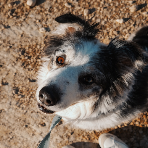 Sully — thumbnail 4