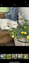 Daisy Lou