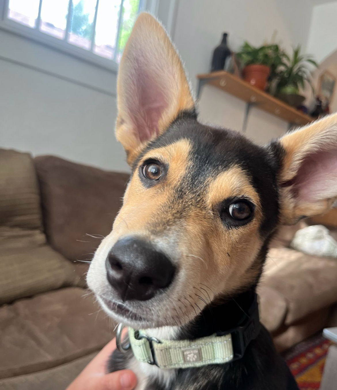 adoptable Dog in Laramie, WY named Banjo
