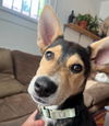 adoptable Dog in , WY named Banjo
