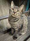 Mim - AC Kitty!