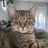 Mim - AC Kitty!