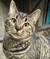 Mim - AC Kitty!