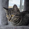Mim - AC Kitty!