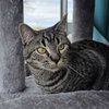 Mim - AC Kitty!