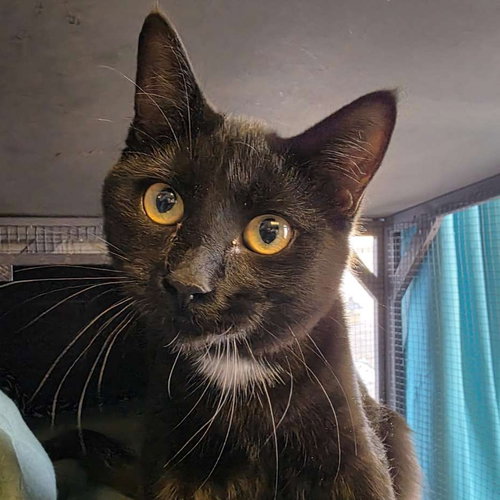 Maleficent - AC Kitty!