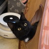 Maleficent - AC Kitty!