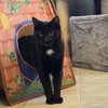 Maleficent - AC Kitty!