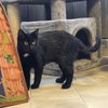 Maleficent - AC Kitty!
