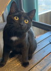 Maleficent - AC Kitty!