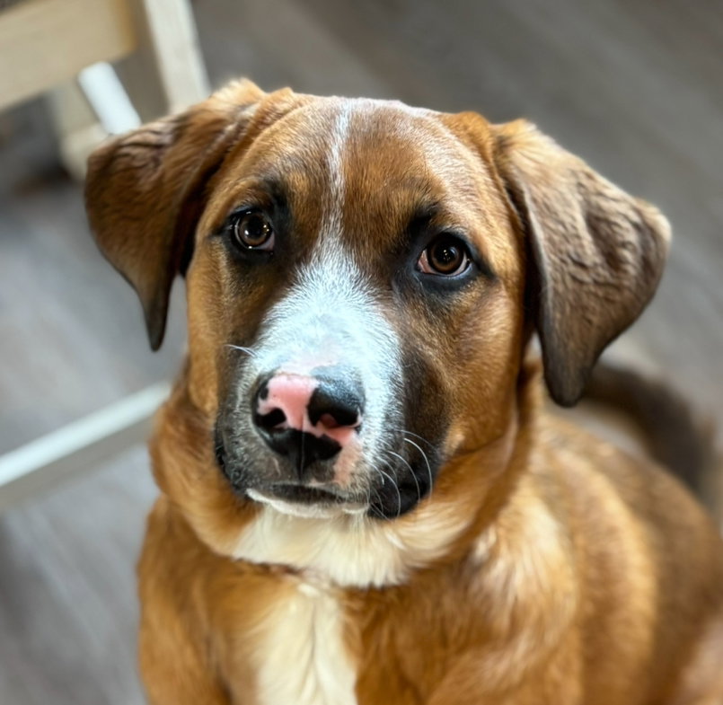 Bridger Image