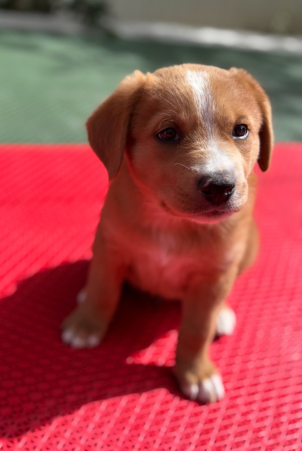 Rocky