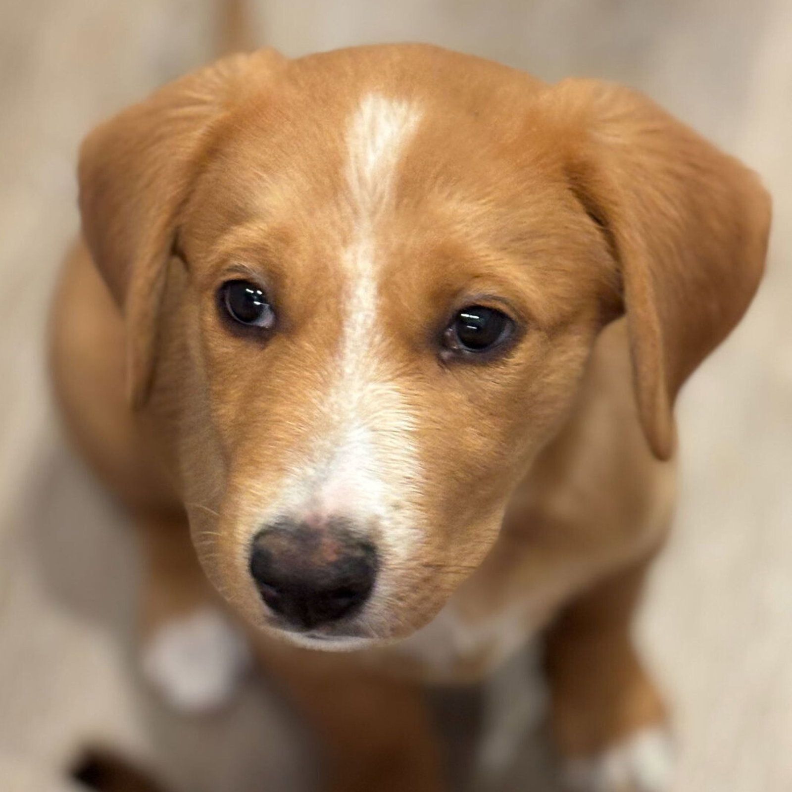 Adoptable Dogs — Mutt Luv Rescue, image size:1600x1600