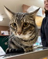 Poke`(FIV Positive)