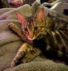 Poke`(FIV Positive)