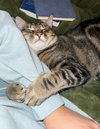 Poke`(FIV Positive)