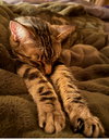 Poke`(FIV Positive)