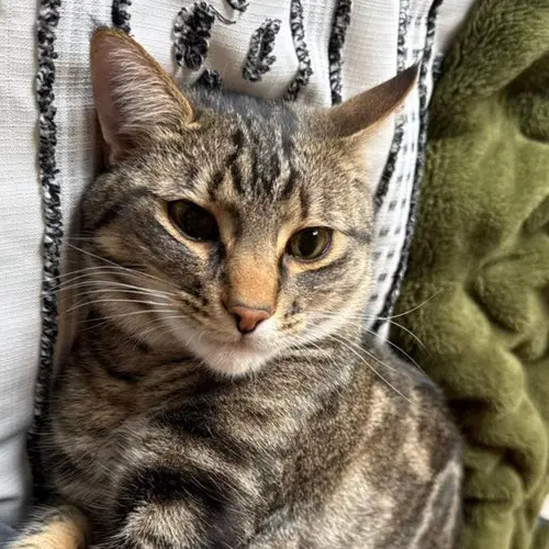 Pokefiv Positive - Domestic Short Hair