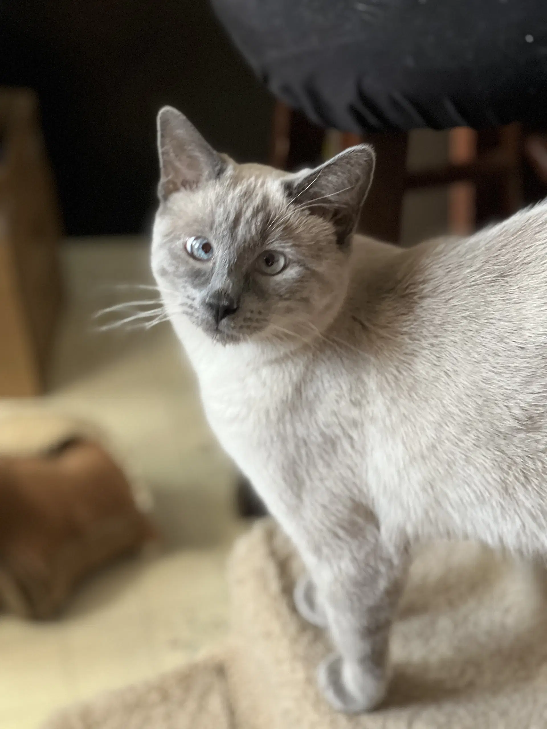 Scotty Bonded With Miss Maple image 3