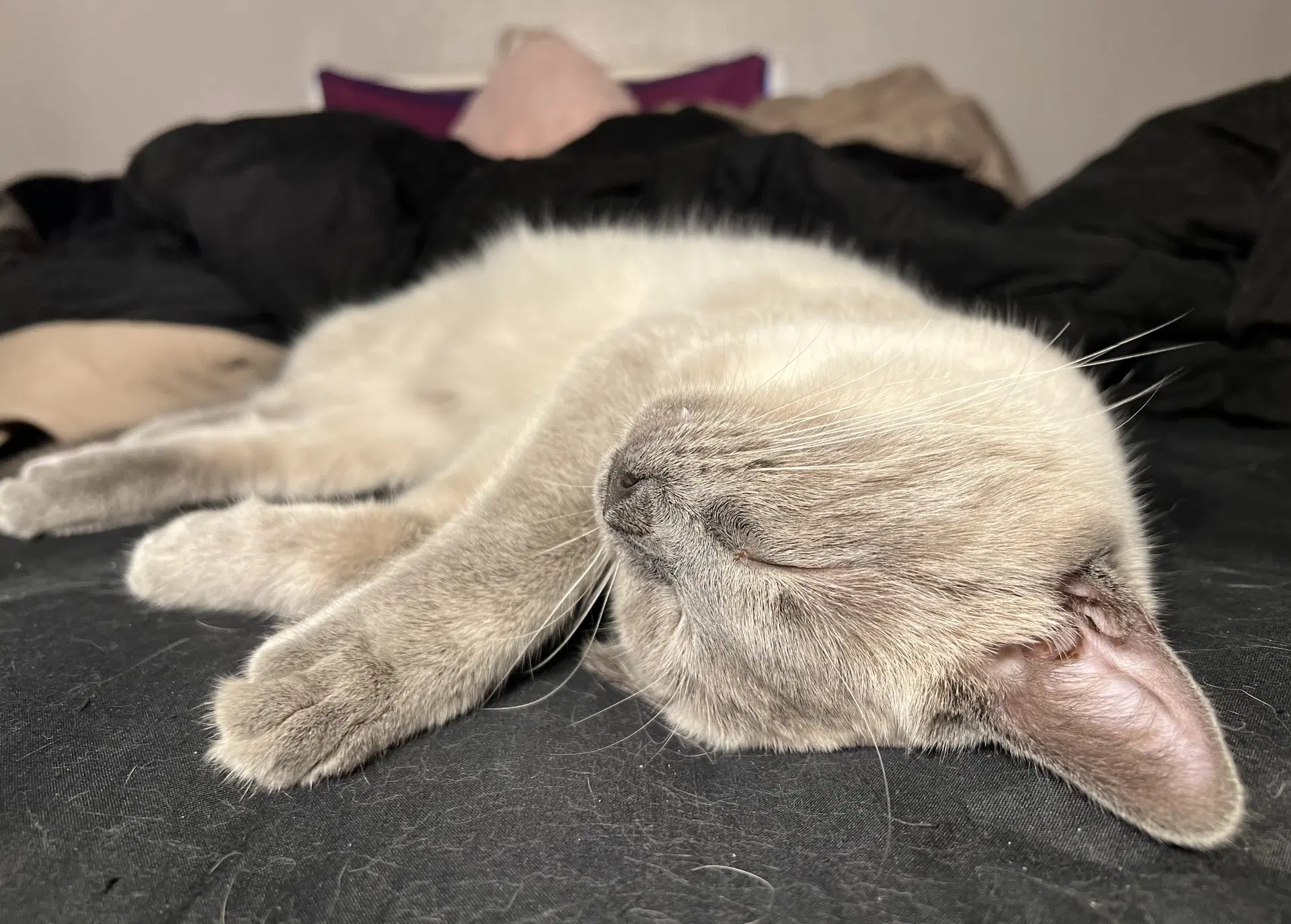 Scotty Bonded With Miss Maple image 4