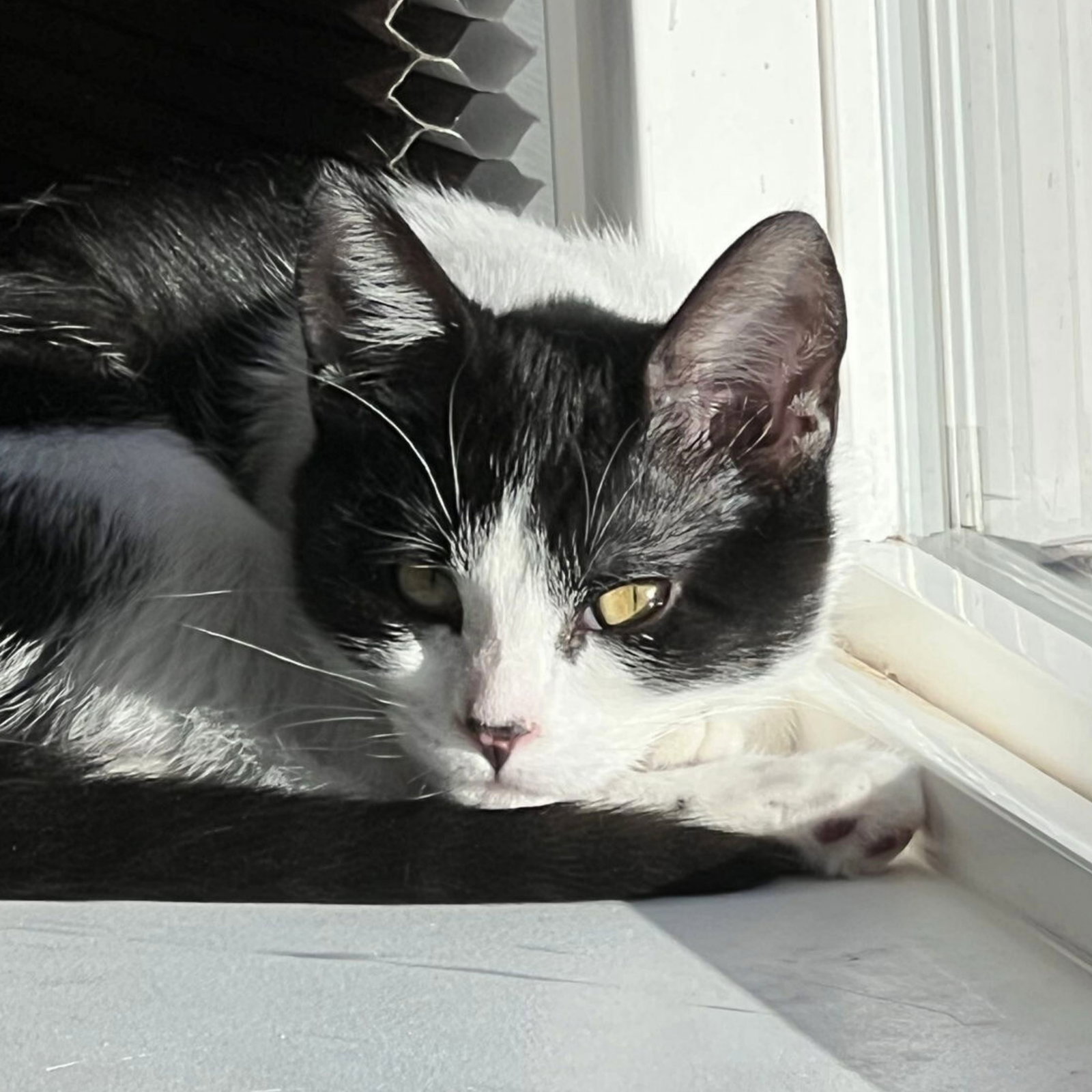 Miss Maple