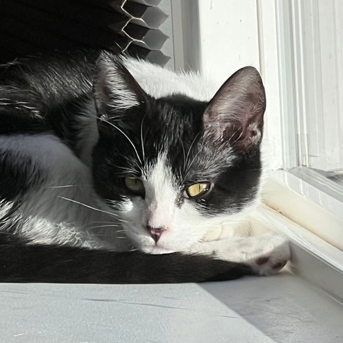 Miss Maple