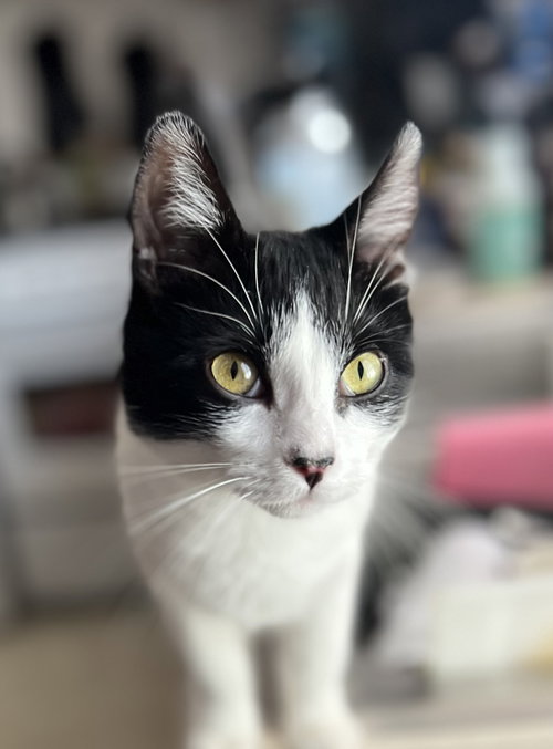 Photo 6 of Miss Maple (Bonded with Scotty)