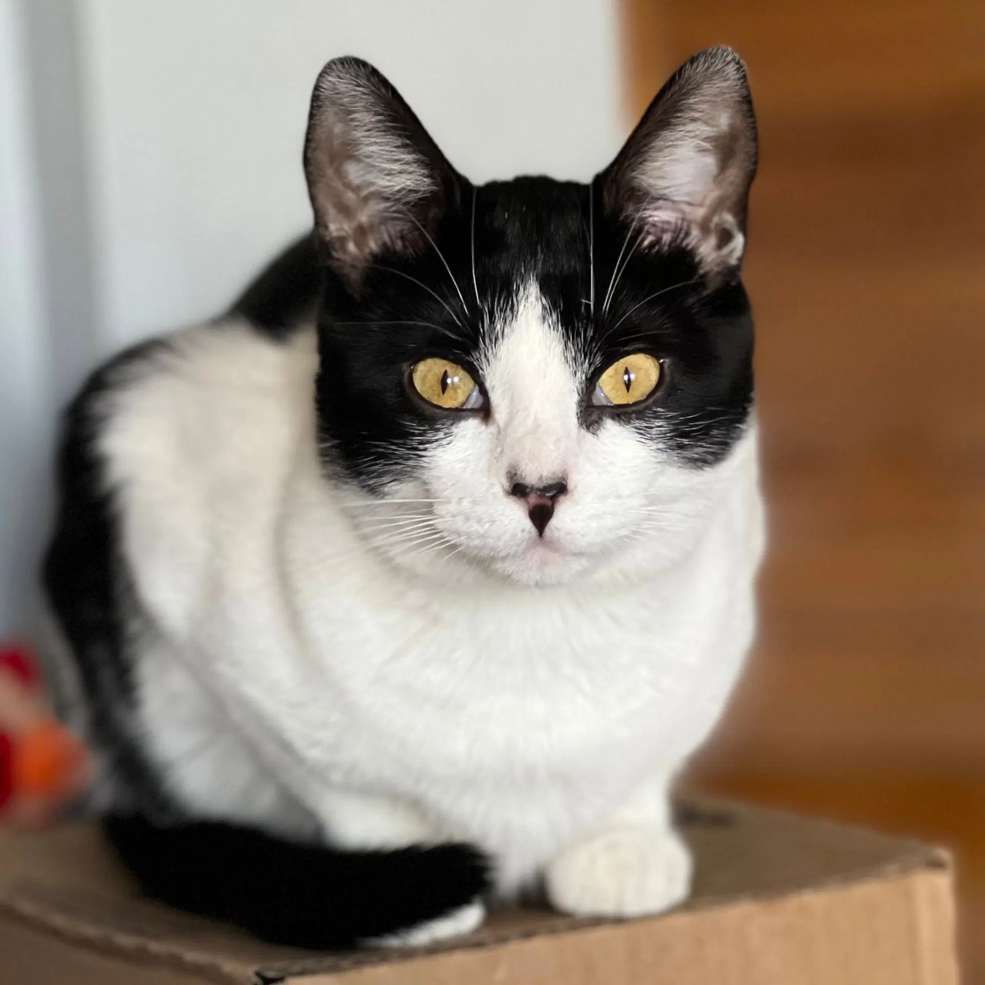 Miss Maple Bonded With Scotty - Domestic Short Hair