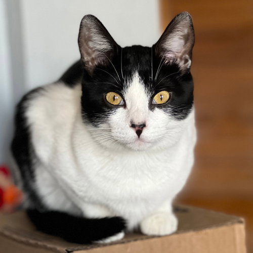 Miss Maple, an adoptable Domestic Short Hair in Laramie, WY