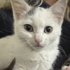 Blanca