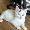 Blanca