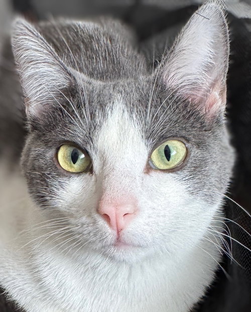 Alba, an adoptable Domestic Short Hair in Laramie, WY