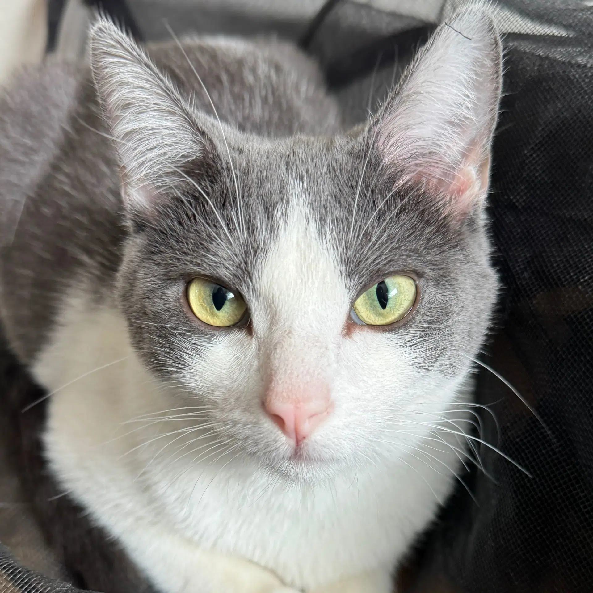Alba - Domestic Short Hair