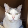 Comet - AC Kitty!