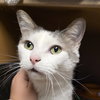 Comet - AC Kitty!