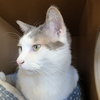 Comet - AC Kitty!
