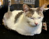 Comet - AC Kitty!