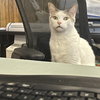 Comet - AC Kitty!