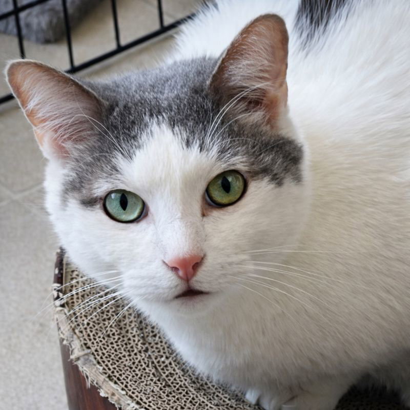 Comet - AC Kitty! Image