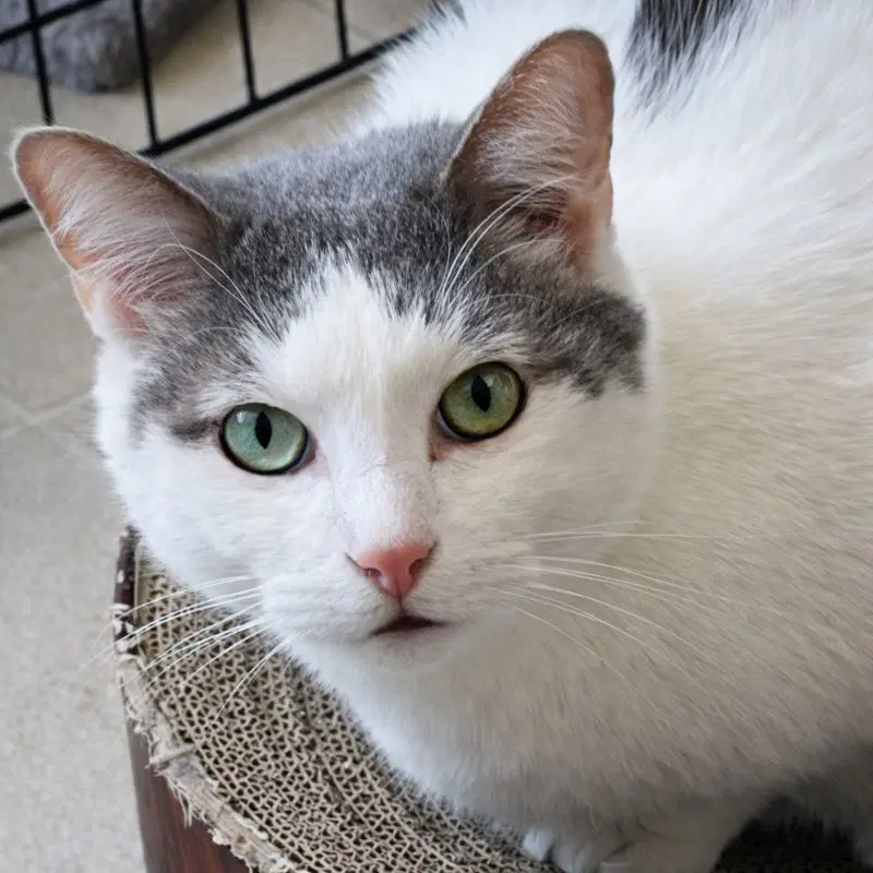 Comet - Domestic Short Hair
