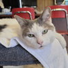 Comet - AC Kitty!