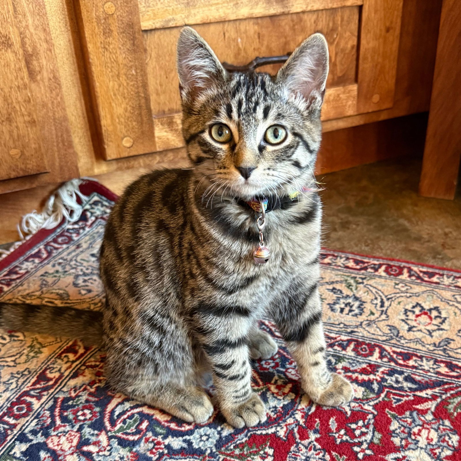Shaboozey - AC Kitty! Image