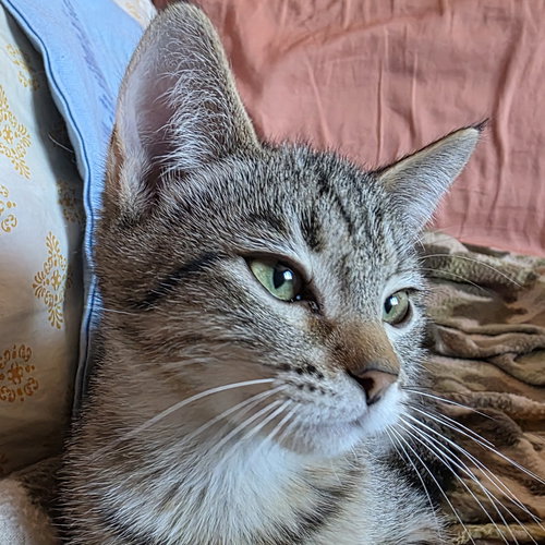 Gyoza