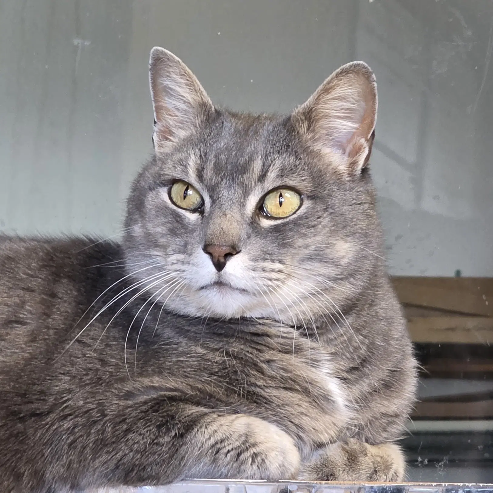 Ilari - Ac Kitty - Domestic Short Hair