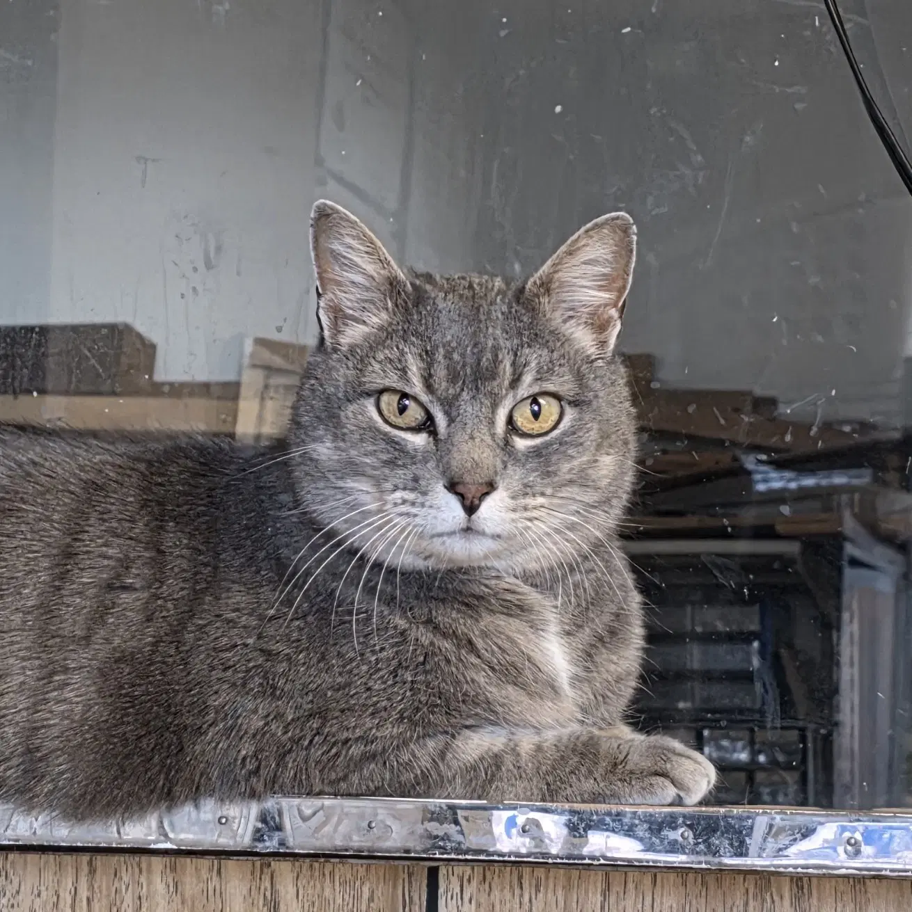 Ilari - Ac Kitty image 3