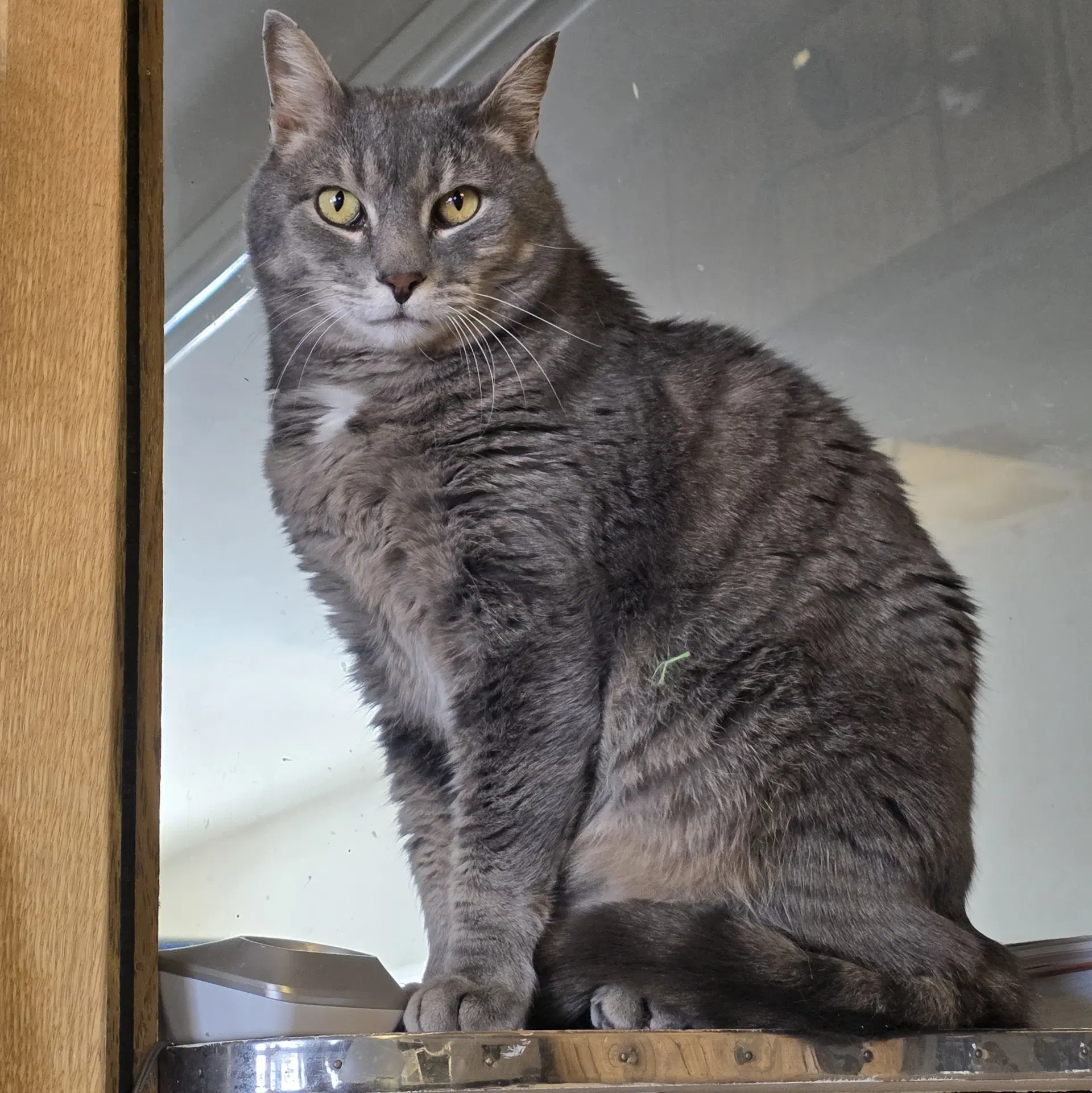 Ilari - Ac Kitty image 4
