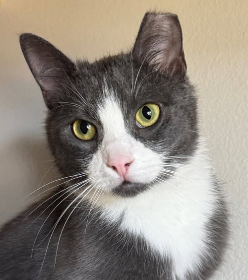 Milano, an adoptable Domestic Short Hair in Laramie, WY