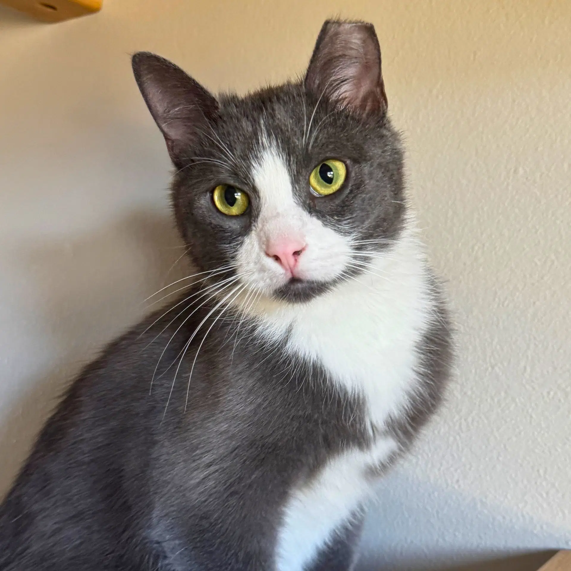 Milano - Domestic Short Hair