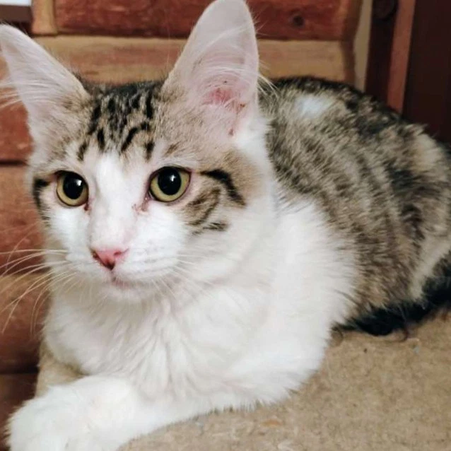 Mr Darcy - Ac Kitty