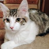 Mr. Darcy - AC Kitty!